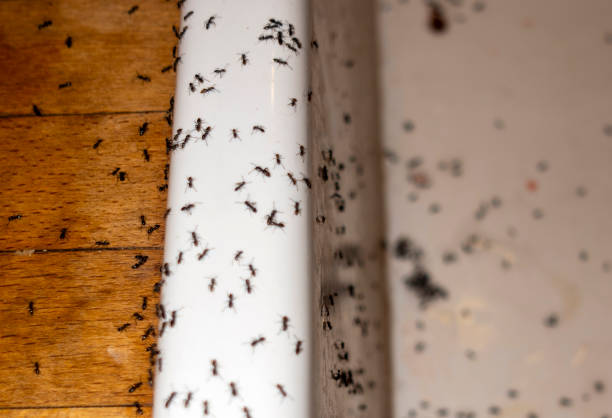 Best Ant Control Services  in West Milton, OH